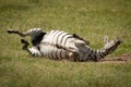 Plains zebra enjoys dust bath on grassland Royalty Free Stock Photo