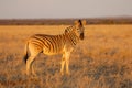 Plains zebra in late afternoon light