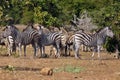 The plains zebra Equus burchellii, also known as the common zebra or Burchell`s zebra. Herd of zebras in the national park Royalty Free Stock Photo