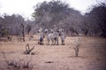 Plains Zebra Royalty Free Stock Photo