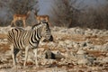 Plains Zebra (Equus quagga) Royalty Free Stock Photo