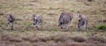 Plains Zebra (Equus quagga) Royalty Free Stock Photo