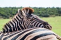 Plains Zebra Equus quagga animals standing close together Royalty Free Stock Photo