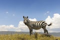 Plains Zebra (Equus quagga) from below Royalty Free Stock Photo