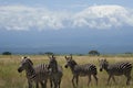 Plains zebra Equus quagga- Big Five Safari Black and white Stripped