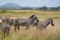 Plains zebra Equus quagga- Big Five Safari Black and white Stripped