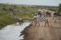 Plains zebra Equus quagga- Big Five Safari Black and white Stripped Great Migration Serengeti