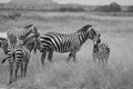 Plains zebra Equus quagga- Big Five Safari Black and white Stripped Kilimanjaro