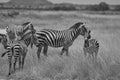 Plains zebra Equus quagga- Big Five Safari Black and white Stripped Kilimanjaro