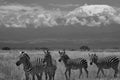 Plains zebra Equus quagga- Big Five Safari Black and white Stripped Kilimanjaro