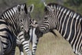 Plains Zebra Equus quagga - Botswana Royalty Free Stock Photo