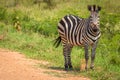 Plains zebra, equus quagga, equus burchellii, common zebra, Lake Mburo National Park, Uganda. Royalty Free Stock Photo