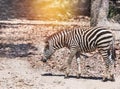 Plains zebra Equus quagga or Burchells zebra Equus burchelli Royalty Free Stock Photo