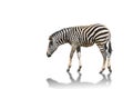 Plains zebra Equus quagga or burchells zebra isolated on white background Royalty Free Stock Photo