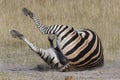 Plains Zebra Equus quagga - Botswana Royalty Free Stock Photo