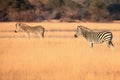 The plains zebra Equus quagga or Equus burchellii, also known as the common zebra or Burchell`s zebra, zebras in yellow grass