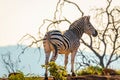 Plains zebra, equus quagga, equus burchellii, common zebra, Pilanesberg National Park, South Africa. Royalty Free Stock Photo