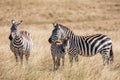 Plains zebra, Equus quagga, family of three- mother, father and baby, standing in the tall grass of the savannah in Kenya Royalty Free Stock Photo