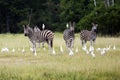 The plains zebra Equus quagga, formerly Equus burchellii, also known as the common zebra or Burchell`s zebra, or locally as the