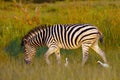 Plains zebra Equus quagga, formerly Equus burchellii, also known as the common zebra or Burchell`s zebra in the sun-drenche Royalty Free Stock Photo
