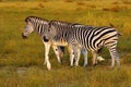 The plains zebra ,Equus quagga, formerly Equus burchellii, also known as the common zebra or Burchell`s zebra in the sun-drenche Royalty Free Stock Photo