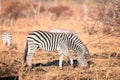 The plains zebra Equus quagga, formerly Equus burchellii, also known as the common zebra or Burchell`s zebra in the sun-drenche Royalty Free Stock Photo