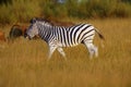 The plains zebra Equus quagga, formerly Equus burchellii, also known as the common zebra or Burchell`s zebra in the sun-drenche Royalty Free Stock Photo