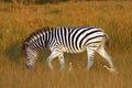 The plains zebra Equus quagga, formerly Equus burchellii, also known as the common zebra or Burchell`s zebra in the sun-drenche Royalty Free Stock Photo