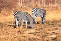 The plains zebra Equus quagga, formerly Equus burchellii, also known as the common zebra or Burchell`s zebra in the sun-drenche Royalty Free Stock Photo