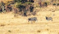 Plains zebra Equus quagga Royalty Free Stock Photo