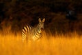 Plains zebra, Equus quagga, in the grass nature habitat, evening light, Hwange National Park Zimbabwe