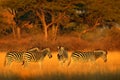 Plains zebra, Equus quagga, in the grassy nature habitat with evening light in Hwange National Park, Zimbabwe. Sunset in savanah.