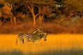 Plains zebra, Equus quagga, in the grassy nature habitat with evening light in Hwange National Park, Zimbabwe. Sunset in savanah. Royalty Free Stock Photo