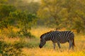 Plains zebra, Equus quagga, in the grassy nature habitat, evening light, Kruger National Park, South Africa. Wildlife scene from A Royalty Free Stock Photo