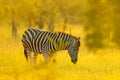 Plains zebra, Equus quagga, in the grassy nature habitat, evening light, Kruger National Park, South Africa. Wildlife scene from Royalty Free Stock Photo