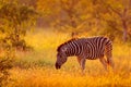 Plains zebra, Equus quagga, in the grassy nature habitat, evening light, Kruger National Park, South Africa. Wildlife scene from Royalty Free Stock Photo