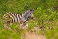 Plains zebra, Equus quagga, in the green forest nature habitat, hidden in the leaves, Kruger National Park, South Africa. Wildlife Royalty Free Stock Photo