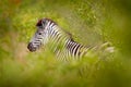 Plains zebra, Equus quagga, in the green forest nature habitat, hidden in the leaves, Kruger National Park, South Africa. Wildlife Royalty Free Stock Photo