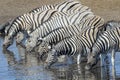 Plains Zebra (Equus quagga) herd drinking Royalty Free Stock Photo