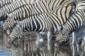 Plains Zebra drinking at river bank Royalty Free Stock Photo