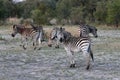 Plains zebra, Equus quagga, Hwange National Park, Zimbabwe Royalty Free Stock Photo