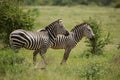 Plains Zebra - Equus quagga Royalty Free Stock Photo