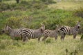 Plains Zebra - Equus quagga Royalty Free Stock Photo
