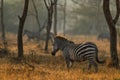 Plains Zebra - Equus quagga Royalty Free Stock Photo