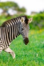 Plains Zebra, Equus quagga, portrait in soft golden light