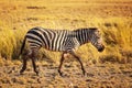 Plains zebra Equus quagga from side Royalty Free Stock Photo