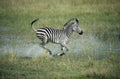 Plains zebra, Equus quagga Royalty Free Stock Photo