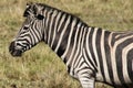 Plains zebra (Equus quagga) in South Africa