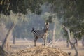 Plains Zebra (equus quagga) on termite mound Royalty Free Stock Photo