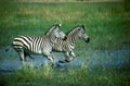 Plains zebra, Equus quagga Royalty Free Stock Photo